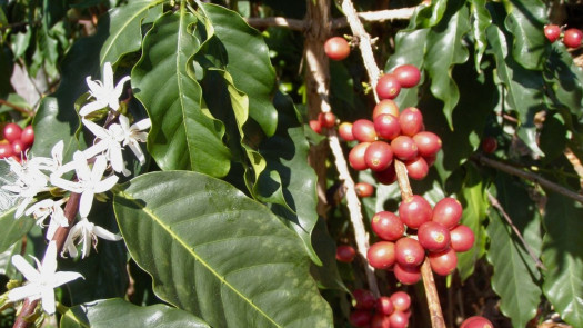 Turnkey Kona Coffee Farm & Brand – Multi-Generational Legacy
