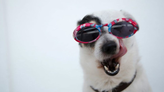 Full Service Central New Jersey Pet Daycare Business for sale