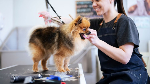 Dual-Revenue Grooming & Pet Retail Shop