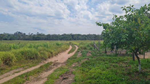 Premium Soy Bean Land