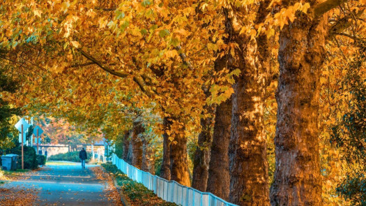 Established Chiropractic Practice – S. King Co, WA