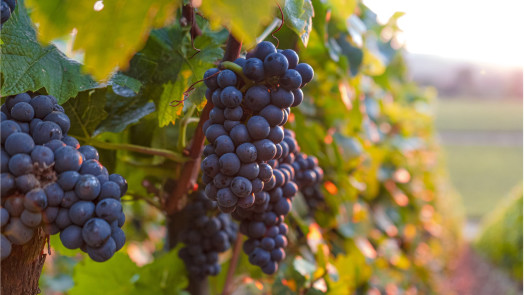 Premium Wine Tour Operator Business Opportunity –