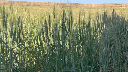 17 acre Fully Equipped Farm in Egy For Sale