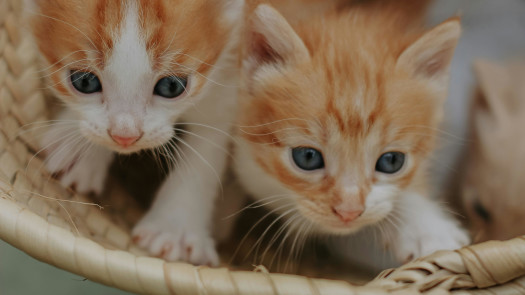 Established Pet Sitting Business | Loyal Repeat