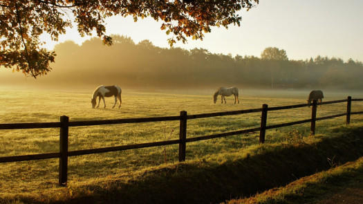 Profitable Equine Supply Store for Sale