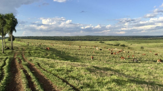 Developed Mixed Farm in Caaguazu, Paraguay