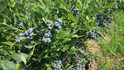 Blueberry Orchard For Sale. Serbia