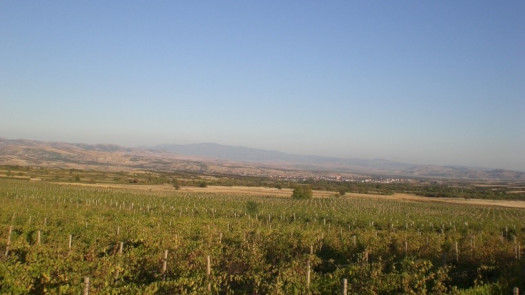 Vineyard for selling in Gorobinci ,N.Macedonia