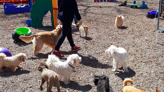 Established Pet Daycare & Grooming Business