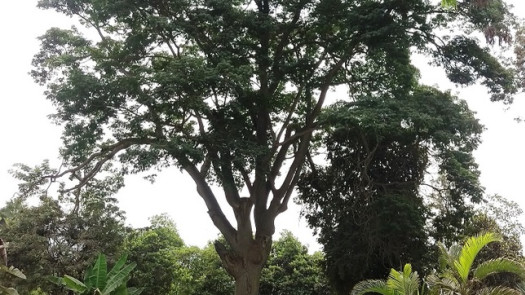 Sale of 16-hectare farm, Iquitos-Peru