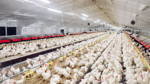 Poultry Processing Plant