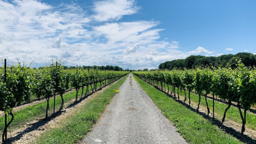 Winery, Vineyard & Event Centre