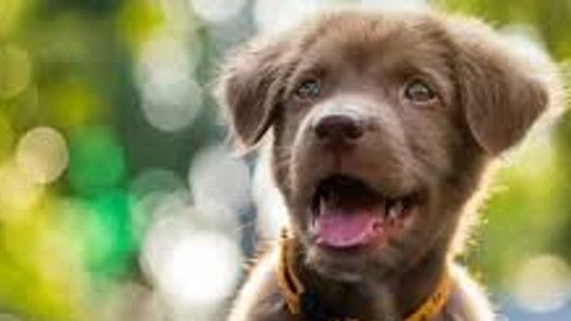 Franchised Pet Retailer in Naples