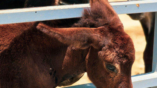 Turnkey Metal Fabrication & Sales Operation Serving the Equine Industry