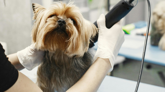 Established Dog Grooming Business