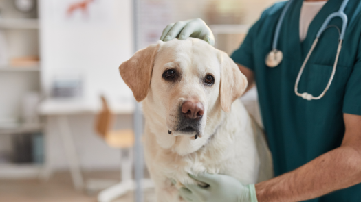 Long-Established Veterinary Practice / Asset Sale