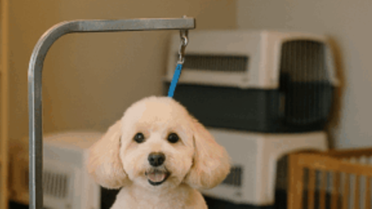 Well Established Pet Grooming Salon and Daycare