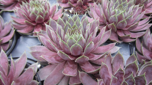 Wholesale Plant Farm assets only sale