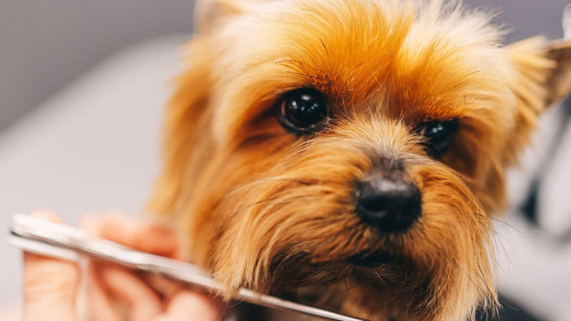 Upscale Pet Salon for Sale