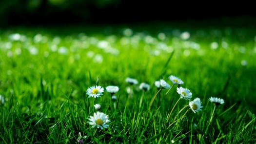 Popular Lawn Care Service Franchise