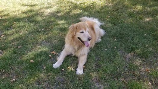 Pet Products Ecommerce Webstore