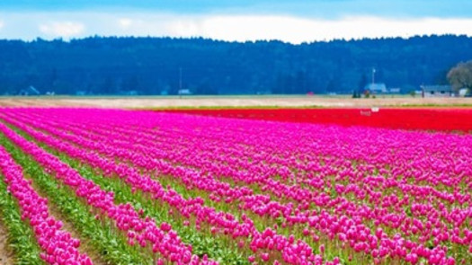 Skagit Valley, WA Chiropractic Practice for Sale