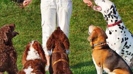 Well-Established Pet Boarding and Daycare