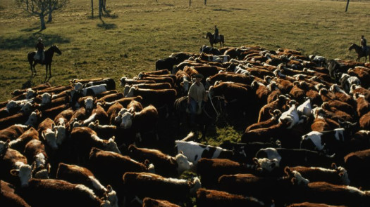 Large Farm /Cattle/Mining Land Parcels for Sale