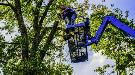 North Texas Land Clearing & Tree Service Business