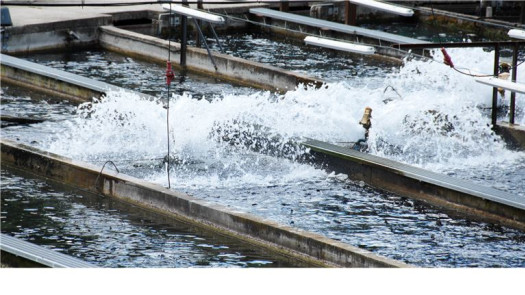 Turnkey Tilapia Fish Farm on 4.72 Acres