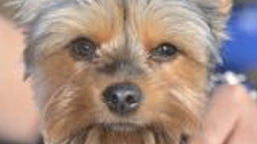 Dog Grooming in Suffolk County, NY