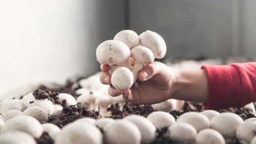 Mushroom Production Business