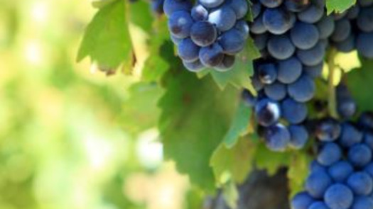 Winery, Vineyards and Tasting Room for Sale