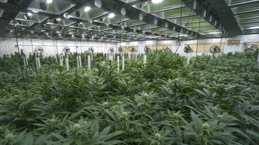 Prosperous Midwest Cannabis Operator