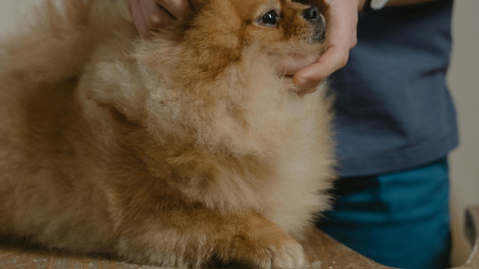 Established Veterinary Practice Business