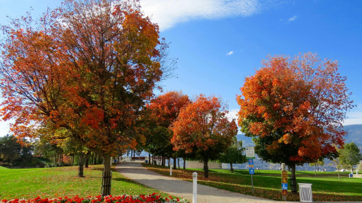 Commercial Landscaping Maintenance