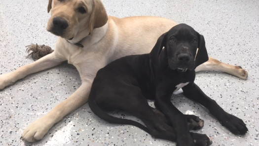 Dog Kennel and Training Center for Sale