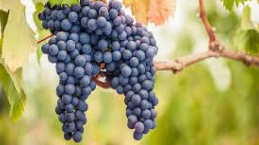 Exclusive Winery, Vineyard and Wine Club