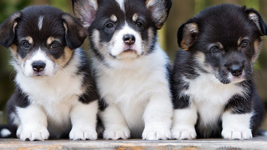 Super Profitable Pet Business in Tampa