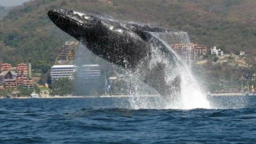 40 Year Day Cruise Charter Business In Mexico