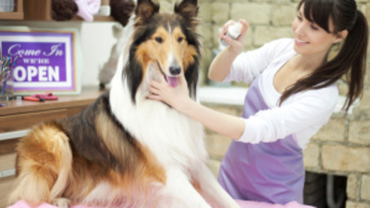 Established Pet Grooming shop w/ Loyal, Repeat