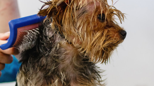 Highly Rated Grooming Salon For Sale in SC