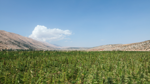 86 Ha Growth Licensed for Export / Tax Free Zone