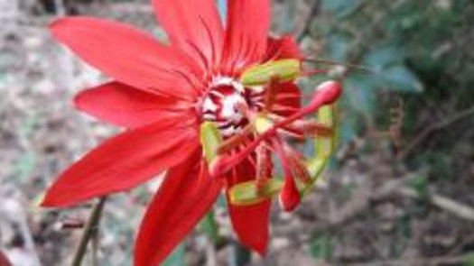 8-Acre Property that used to be a Botanical Garden