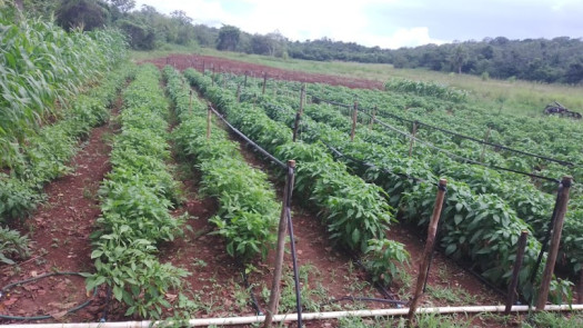 Strategic Agricultural /Agroindustrial Investment