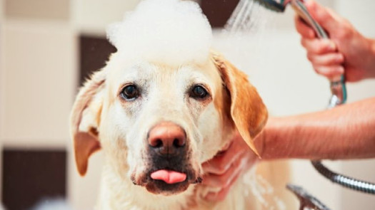 Pet Grooming Business Full-Service