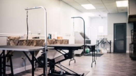 Local Pet Grooming Business for Sale in NY