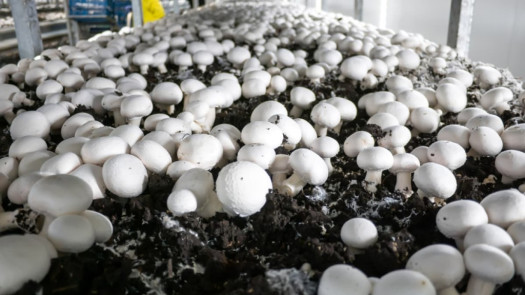 Mushroom Farming In Montenegro