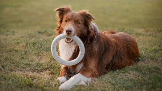 Established Business in Growing Pet Care Service