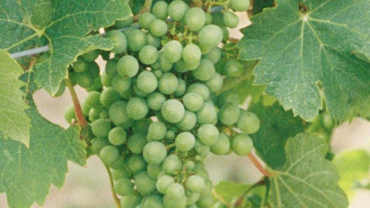 Fingerlakes of New York Vineyard, Winery